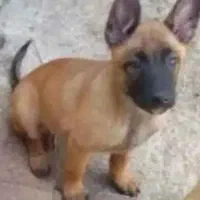 مالیونیوز حرفه ای