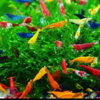 انواع شریمپ مولد کت پوزه بوته ای کاتاپا غذای ماهی|ماهی|تهران, نارمک|دیوار
