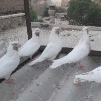 ۱۲ تا کفتر فقط یکجایی|پرنده|ری, ملکآباد|دیوار