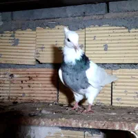 کبوترطوقی پشت دار|پرنده|سرپل ذهاب, |دیوار