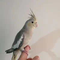 عروس هلندی رام و دستی 550|پرنده|ری, فیروزآبادی|دیوار