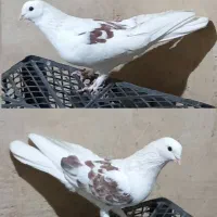 کفتر نرو ماده کاشانی