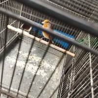 سهره نشوندار و سهره قناری دهن دار عربده کش|پرنده|ری, دولت‌آباد|دیوار