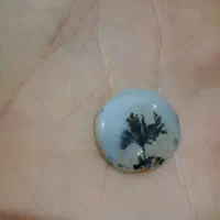 شجر تک درخت قاعن|جواهرات|اردبیل, |دیوار