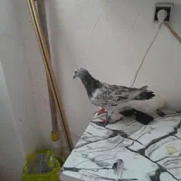 هفرنگ کبودخطی