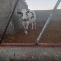 گاووگوساله رگایی