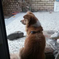 سگ روباهی معاوضه یا فروش|سگ|قهدریجان, |دیوار