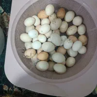 تخم مرغ گلین لری اصیل و ادرک خارجی