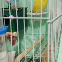 مرغ عشق جفت نرو ماده.
