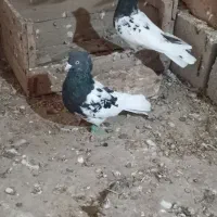 نر ماده کله ای