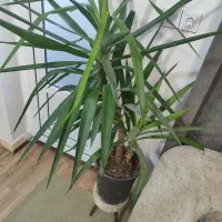 درختچه