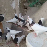 کبوترطوقی|پرنده|بندر دیر, |دیوار