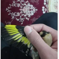 سهره|پرنده|شیراز, شهرک رضوان|دیوار