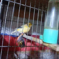 قناری|پرنده|دهدشت, |دیوار