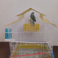 فروش طوطی برزیلی