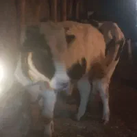 گاو نر|حیوانات مزرعه|مشگین شهر, |دیوار