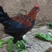 خروس گلین|حیوانات مزرعه|رباط‌کریم, رباط‌کریم|دیوار