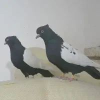 کبوتر ها عجبشیر میباشد