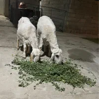 فروش گوسفند سه قلوزا.توضیحات خوانده شود