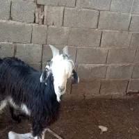 دو راس بره نردرجه یک چاق تخت|حیوانات مزرعه|داراب, |دیوار