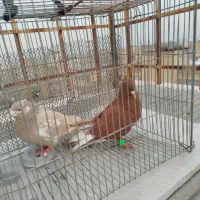 کبوتر دم سفید و اصفهانی و دورگ سرور|پرنده|فولادشهر, مسکن مهر فولادشهر|دیوار