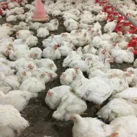 سالندار مرغداری گوشتی