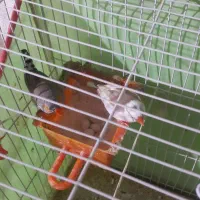 ۲ جفت فنچ زبرا باقفس و لوازم