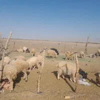 گوسفند فروشی