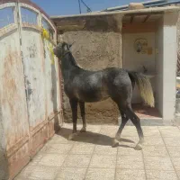 اسب مادیون کرد درجه یک کره بیداد|اسب و تجهیزات اسب‌سواری|شیراز, اکبر آباد|دیوار