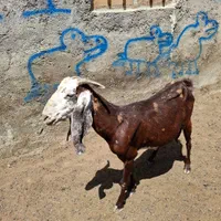 بزپاکستانی ۱۱به بالا نربز خوب|حیوانات مزرعه|تهران, سعیدآباد|دیوار