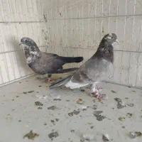 کفتر|پرنده|سیرجان, |دیوار