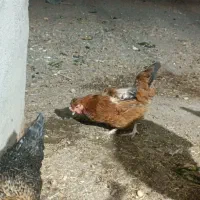 مرغ و خروس محلی و بوقلمون و اردک|حیوانات مزرعه|مشهد, گنبدواز|دیوار