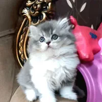 بچه گربه های بریتیش لانگ هیر