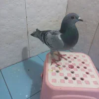 موشی دوکاکله|پرنده|شیراز, دشت چنار|دیوار