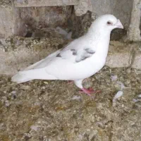 کبوتر پلاکی