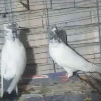 تعدادی کبوتر از هر نظر آلی|پرنده|دلند, |دیوار