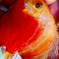 دیسکس ۳ اینچ|ماهی|فولادشهر, B2|دیوار