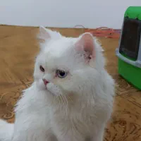 فروش گربه