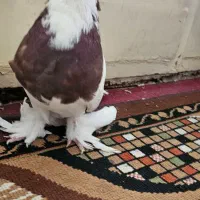 نر طوقی سرخ    (معاوضه ام دارم)