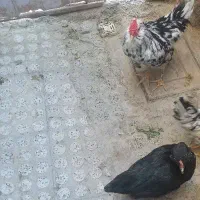 خروس ۴ ماهه گلین