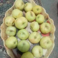 سیب درختی