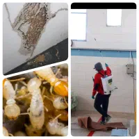 سمپاشی تاعمر داری دیگه خلاصی تضمینی موریانه و..‌