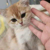 توله گربه اسکاتیش بریتیش