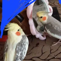 نره ماده جفت با ۳تا جوجه