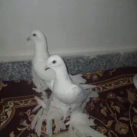 کبوتر اوجا پاچا