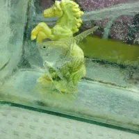 یک عدد آنجل|ماهی|قائن, |دیوار