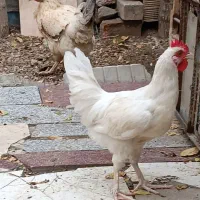 یک‌عدد‌مرغ‌ویک‌جوجه‌خروس‌4ماه