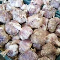 سیر زنجان وهمدان|خوردنی و آشامیدنی|شیراز, شهرک نیروی انتظامی|دیوار