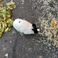 یک جفت خرگوش نرو ماده به فروش میرسد|موش و خرگوش|پاکدشت, خاتون آباد|دیوار