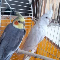 عروس هلندی ماده البینو